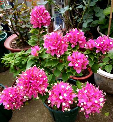 用什么肥料开花三角梅？三角梅的开花季节是几个月？