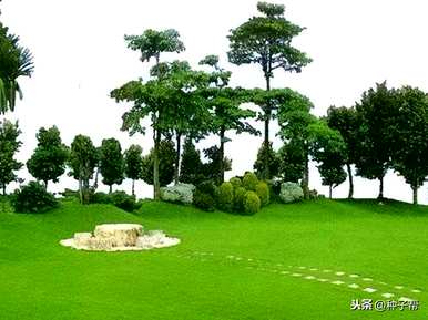 高羊茅种植方法，四川高羊茅种植基地