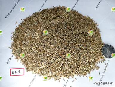 高羊茅种植方法，四川高羊茅种植基地