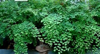 铁线蕨的植物类型是什么？