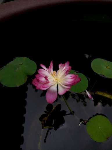 碗莲水什么时候开花？