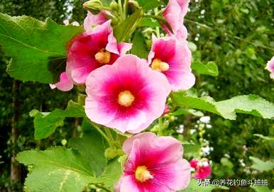 如何种植一丈红，一丈红栽培技术
