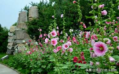 如何种植一丈红，一丈红栽培技术