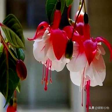 冬天如何保养和浇水灯笼花，冬天如何保养灯笼花