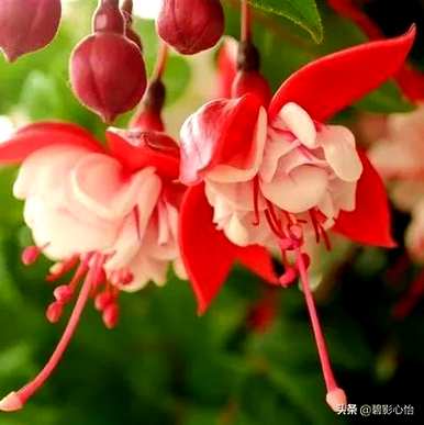 冬天如何保养和浇水灯笼花，冬天如何保养灯笼花