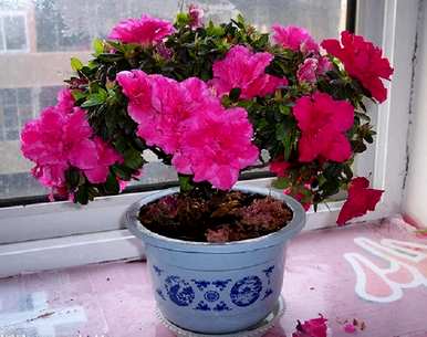 杜鹃花有毒吗？可以家养吗？杜鹃花有毒吗？你能喝吗？