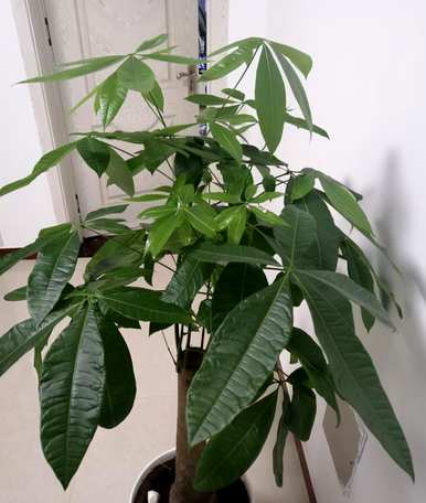 富贵树夏天叶子发黄怎么办？富贵树叶子发黄，有粘液