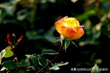 玫瑰和玫瑰有什么区别，玫瑰和玫瑰有什么区别？