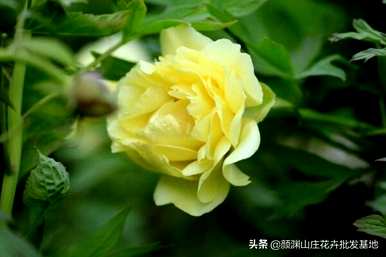 玫瑰和玫瑰有什么区别，玫瑰和玫瑰有什么区别？