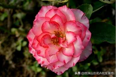玫瑰和玫瑰有什么区别，玫瑰和玫瑰有什么区别？