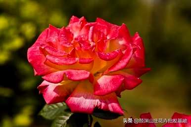 玫瑰和玫瑰有什么区别，玫瑰和玫瑰有什么区别？