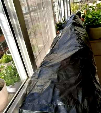 长寿花不开花怎么办？长寿花不开花怎么办？什么肥料好？