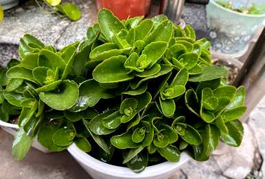 长寿花不开花怎么办？长寿花不开花怎么办？什么肥料好？
