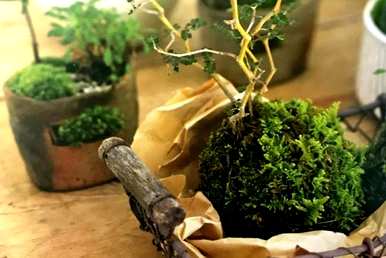 苔藓盆景如何维护，瑞香苔藓盆景维护方法