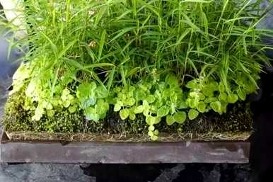 苔藓盆景如何维护，瑞香苔藓盆景维护方法