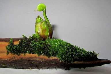 苔藓盆景如何维护，瑞香苔藓盆景维护方法