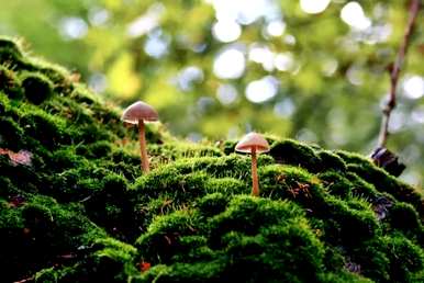 苔藓盆景如何维护，瑞香苔藓盆景维护方法