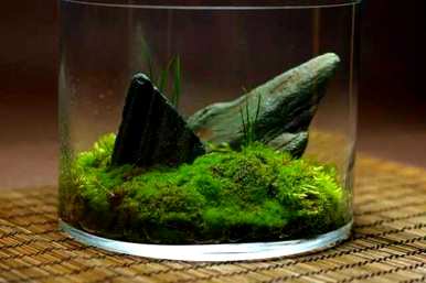 苔藓盆景如何维护，瑞香苔藓盆景维护方法