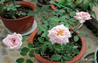 月季花怎么种，月季花怎么种？成活率高