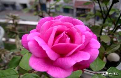月季花怎么种，月季花怎么种？成活率高