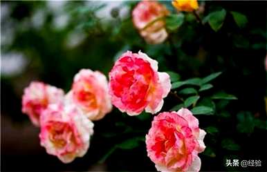 月季花怎么种，月季花怎么种？成活率高