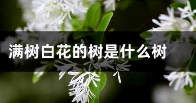 什么树好看，什么树好看？
