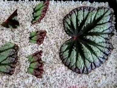 秋海棠的繁殖方法有哪些？斑叶竹节秋海棠繁殖视频