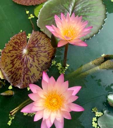 睡莲的花期是几月几日，睡莲花期一朵花开几天