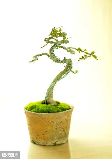 金雀花的养殖方法，盆景金雀花的养殖方法