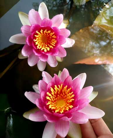 睡莲的花期是几月几日，睡莲花期一朵花开几天