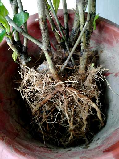 如何养护栀子花期，如何养护栀子花期？