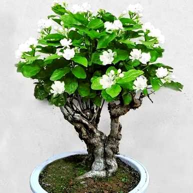 哪种茉莉花品种好，哪种茉莉花品种最好