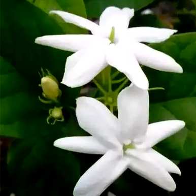 哪种茉莉花品种好，哪种茉莉花品种最好