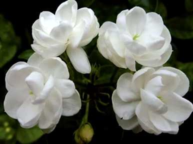哪种茉莉花品种好，哪种茉莉花品种最好