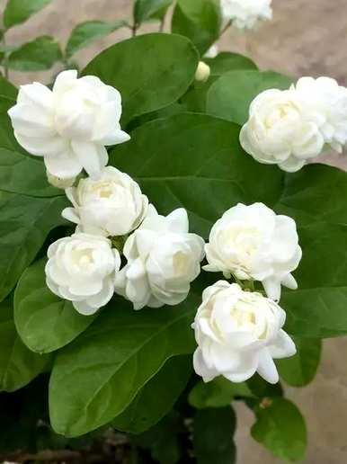 哪种茉莉花品种好，哪种茉莉花品种最好