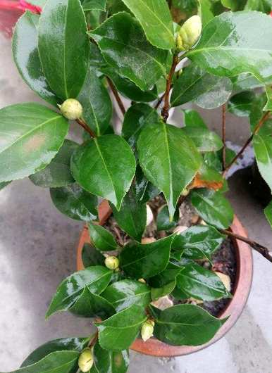 茶花掉叶子怎么了？茶花苗掉叶子还能活吗？
