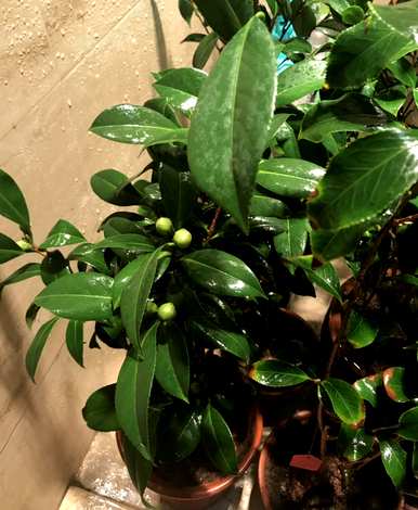 茶花掉叶子怎么了？茶花苗掉叶子还能活吗？