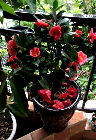 茶花掉叶子怎么了？茶花苗掉叶子还能活吗？
