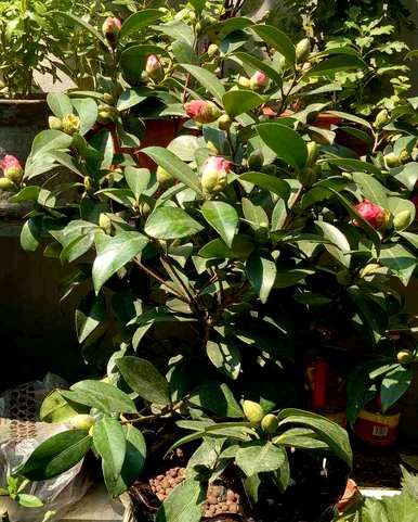 茶花掉叶子怎么了？茶花苗掉叶子还能活吗？