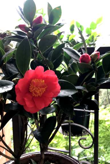 茶花掉叶子怎么了？茶花苗掉叶子还能活吗？