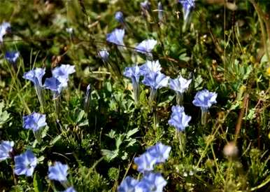 龙胆花的花语和象征意义、花语和象征图片