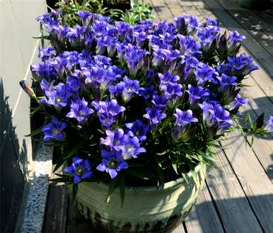 龙胆花的花语和象征意义、花语和象征图片