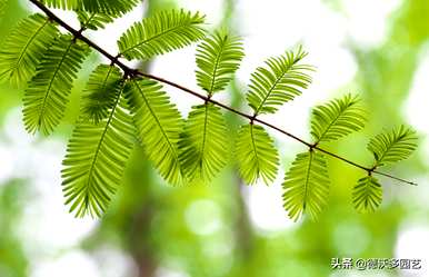 秋天的水杉树叶子是什么样的，水杉树长什么样？
