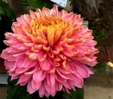 什么是大丽花语？大丽花语和传说？