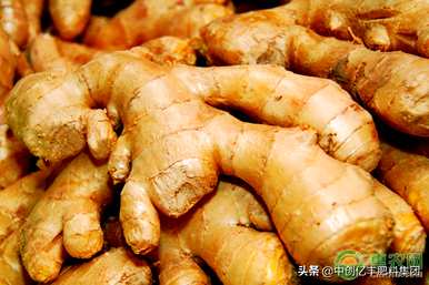 生姜怎样种植？