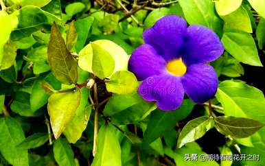 紫色薰衣草花语是什么？