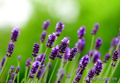 紫色薰衣草花语是什么？