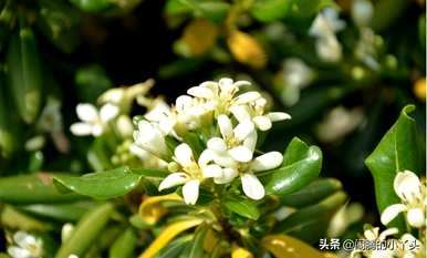 海桐花语是什么意思，海桐是什么意思？