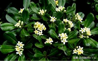 海桐花语是什么意思，海桐是什么意思？