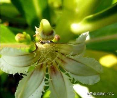 海桐花语是什么意思，海桐是什么意思？